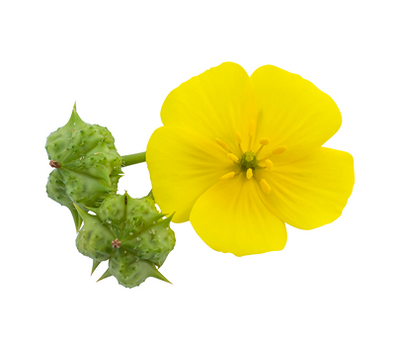 Tribulus Terrestris